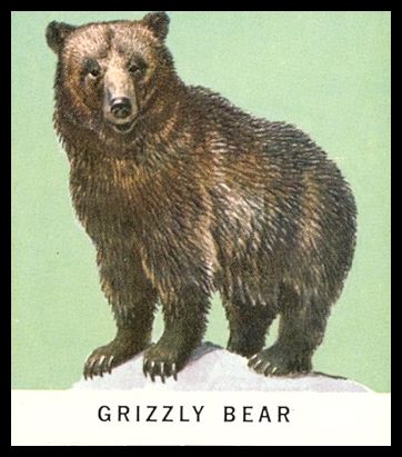 34 Grizzly Bear